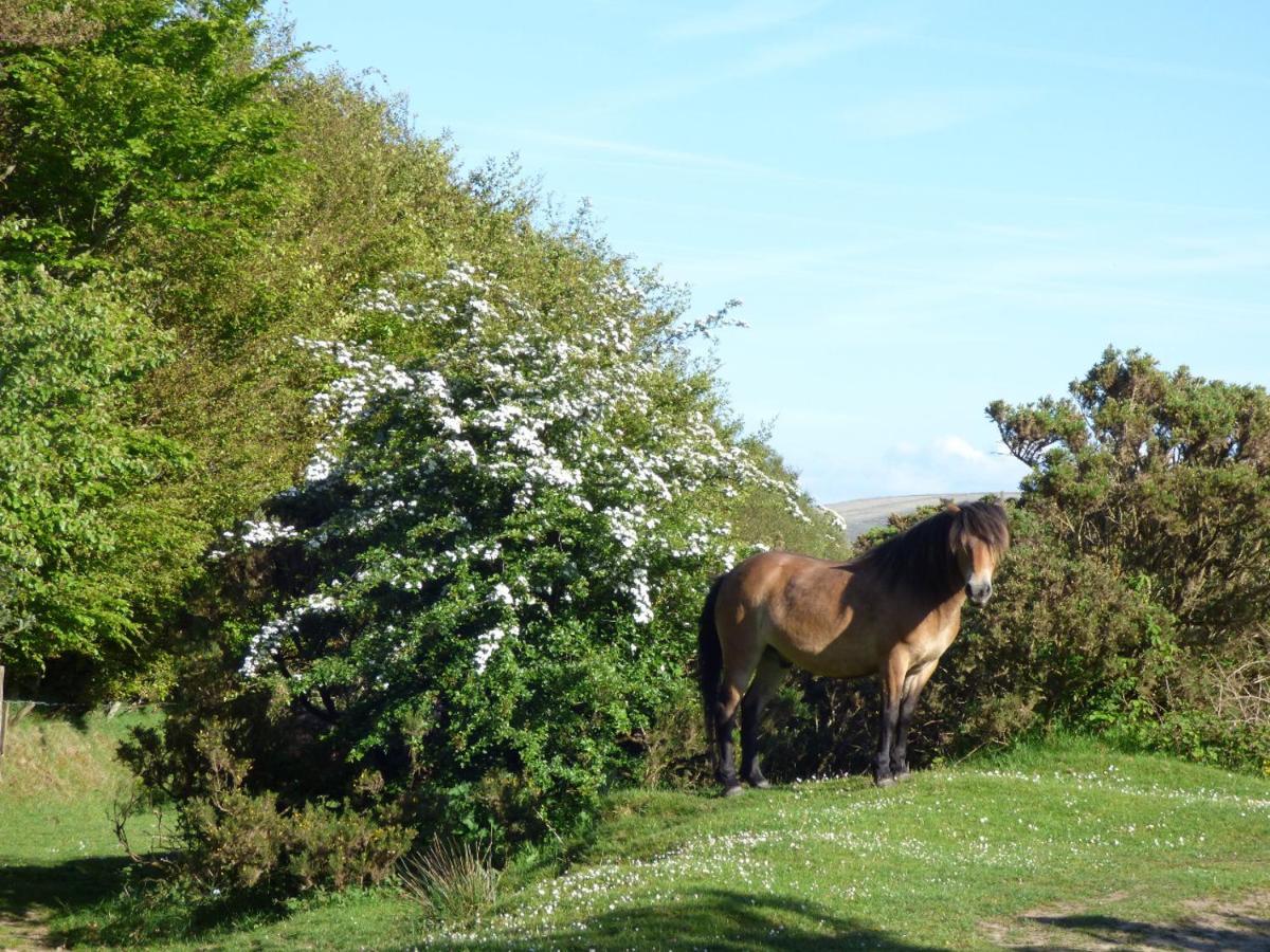 Highfield House, Parracombe, Modern B&B Esterno foto